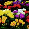 colourful flowers